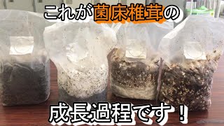 椎茸の菌床ブロックについて話す動画　七会きのこセンター【Vol.36】