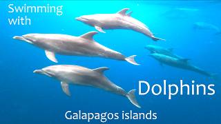 Swimming with Dolphins - Galapagos: Floreana+Champions Island - DJI Osmo Action6 - M/V Samba