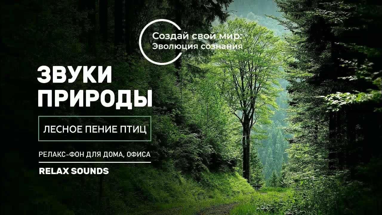 Расслабляющие звуки природы. Звуки для релаксации и успокоения. Музыка успокаивающая звуки природы слушать. Релакс музыка природа. Звуки природы для релаксации.