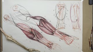 ANATOMY FOR ARTISTS: The Lower Arm-BONES & MUSCLES