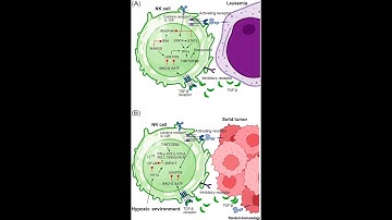 Перепрограммируя иммунитет: транскрипционный контроль противоопухолевой активности клеток-киллеров