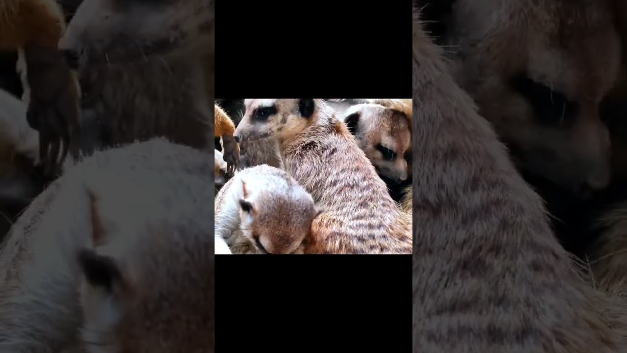 Meerkat’s in a CUDDLE PUDDLE!