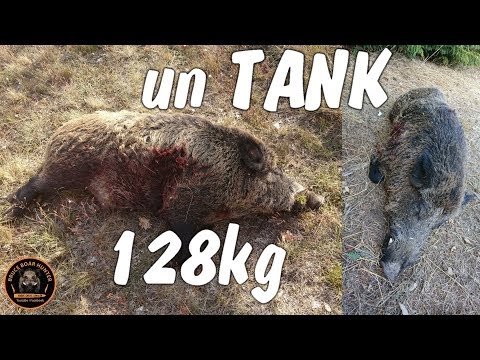 GROS SANGLIER :CHASSE AU SANGLIER 2017/2018 / GARD / big wild boar