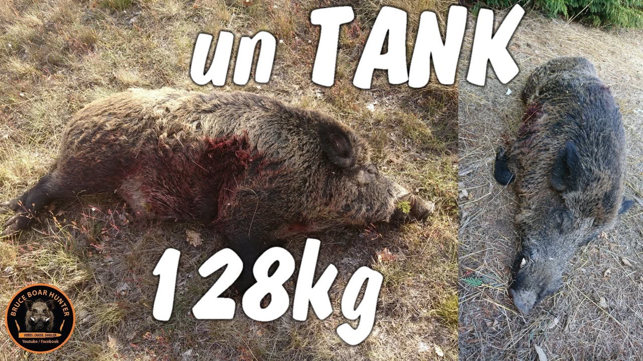 Chasse Au Sanglier 2017 2018 Videos Chasse Peche Com