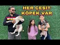 CİNS KÖPEKLER VE SAHİPSİZ KÖPEKLER BİR ARADA. BU ÇİFTLİKTE TEK STATÜ SEVGİ.