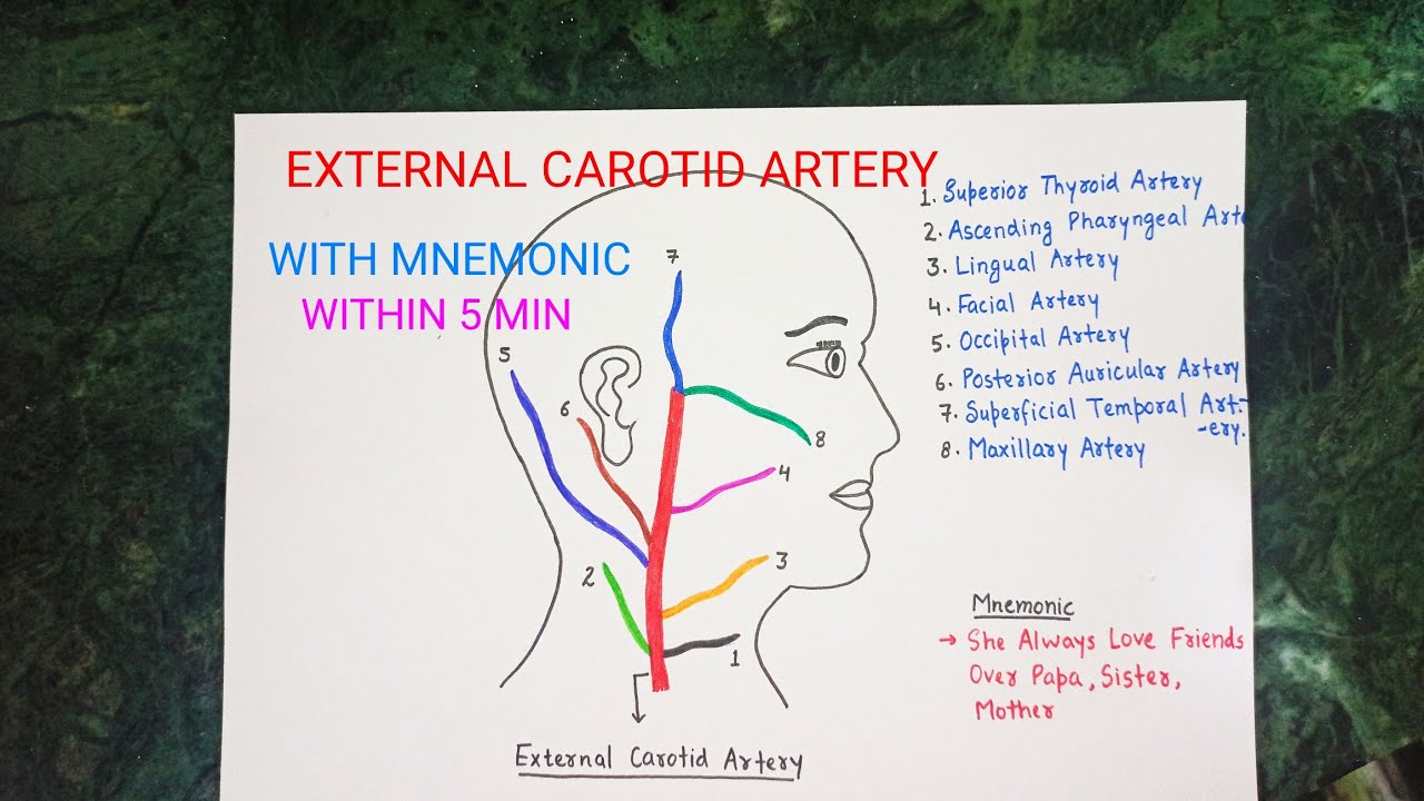 Internal Carotid Artery Branches Mnemonic