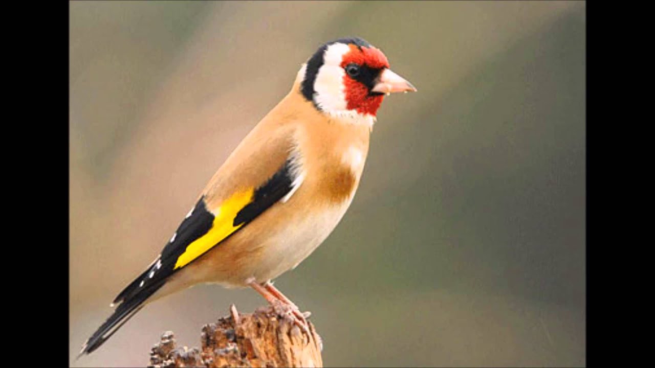 Suara Pleci