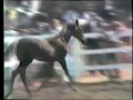 1986 Egyptian Show    Stallions & Colts