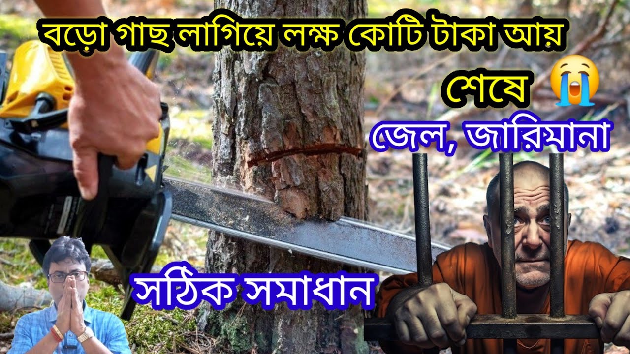 লাভের আশায় বড়ো গাছ লাগাচ্ছেন, গাছ কেটে বিক্রি করতে পারবেন তো 🤔 Trees 