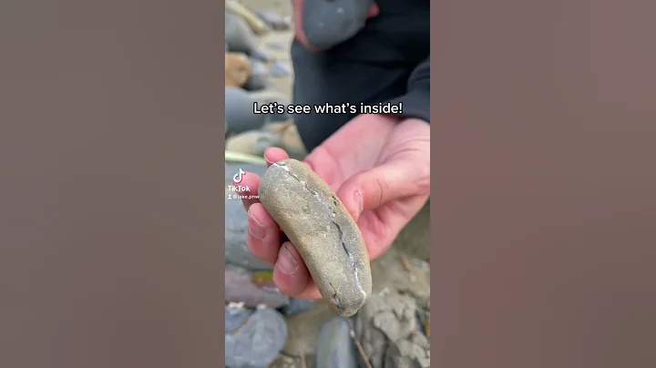20 Million Year Old Creature Found Inside Rock!