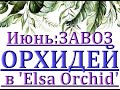 Чудесный ЗАВОЗ ОРХИДЕЙ в 'Elsa Orchid',ОРХИДЕИ ПОЧТОЙ,Самара,ссылки - в описании.