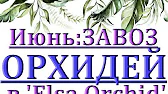Орхидеи,узамба́рские фиалки,Самара🌺
