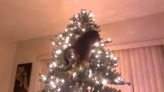 Cat Christmas Tree Disaster