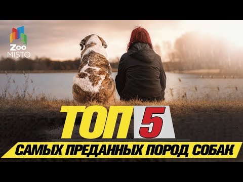 Топ 5 самых преданных пород собак\ Top 5 Most Loved Dog Breeds