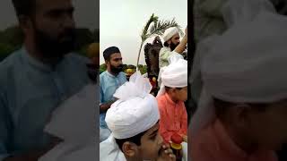 دل سوہنے نال لا بیٹھا واں Mufti Peer Syed Bilal Hussain Shah Sahib Murtzai