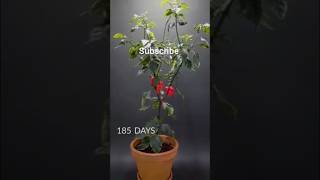 185 days in 27 seconds _Ghost pepper time_lapse