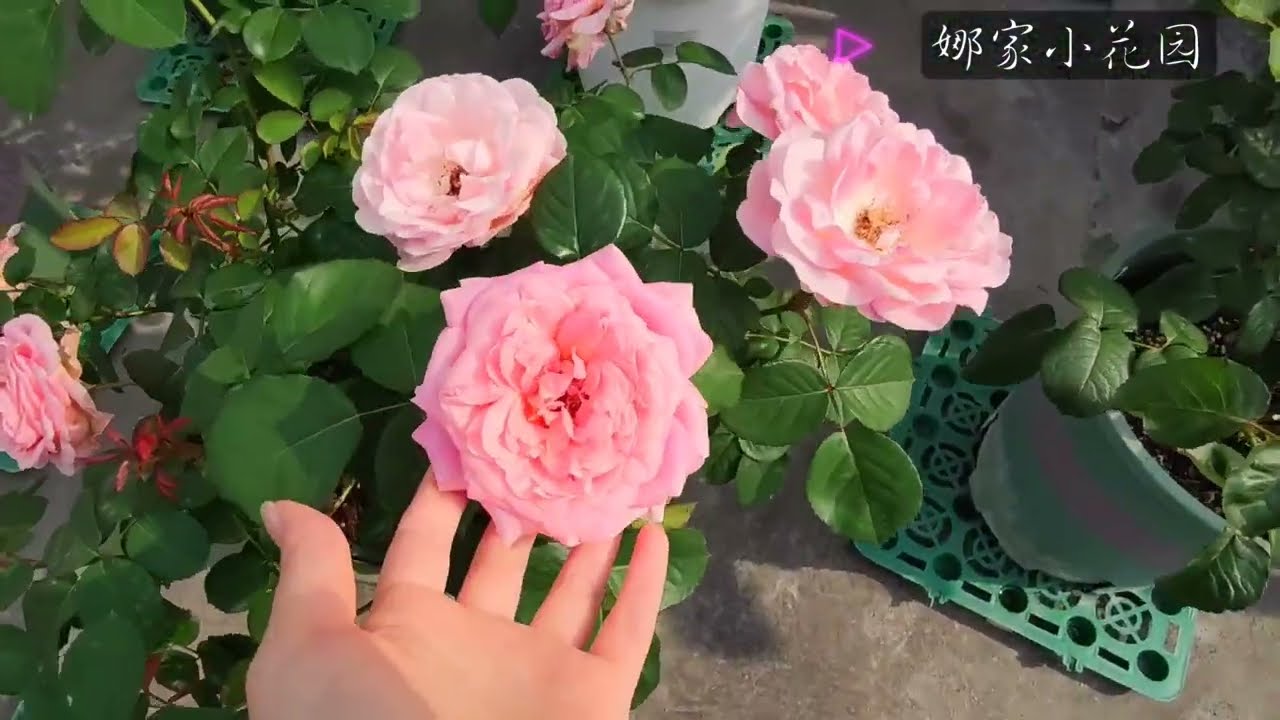 月季的花型花色直立性，会随着哪些因素发生改变？