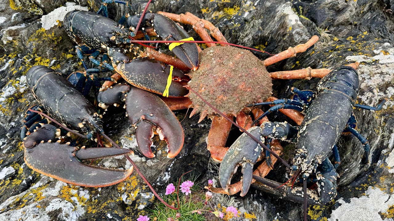 Freediving for Lobsters and Crabs with Beach Fire Cooking | The Fish Locker