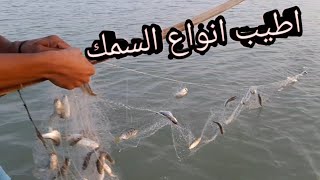 صيد سمك  الخشني (ابو زريده +شلك ) بلسليه والشبك  شاهد متعت الصيد مع الكناص