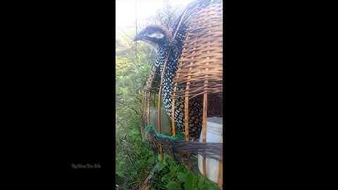 Chim đa đa mồi chuẩn & qeb qas qas qua zoo kho siab khuav swb os