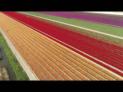 Tulpen op Goeree
