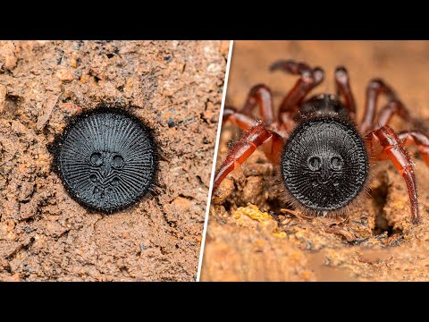 Vídeo: Teia de aranha roxa - um cogumelo com uma cor exótica