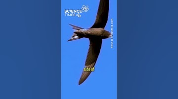 How Long Can Swifts Fly?