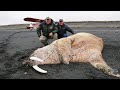 Bering sea beachcomb