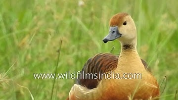 Lesser Whistling Teal is a neat little duck - see it preen