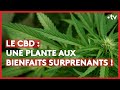 Tout ce quil faut savoir sur le cbd  le  denvoy spcial