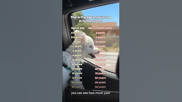 Your Dog Age In Human Year