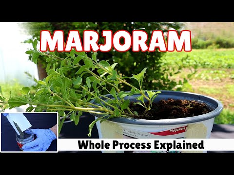 How to Grow Marjoram? Whole Process Explained | 10 Facts