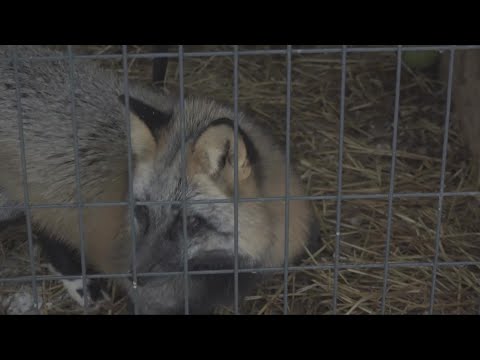Why you shouldn't adopt a fox as a pet: Cautionary story from Fox Tale Sanctuary