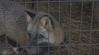 Why you shouldn't adopt a fox as a pet: Cautionary story from Fox Tale Sanctuary