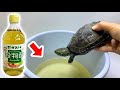 寄生虫まみれのカメを10倍に薄めたお酢に浸けると…