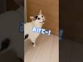 文句多めのチロさん！ #shorts