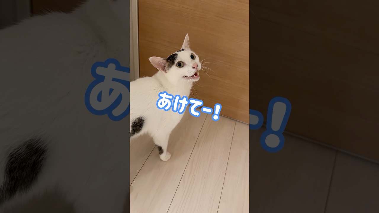 文句多めのチロさん！ #shorts