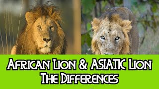 African Lion & Asiatic Lion  The Differences