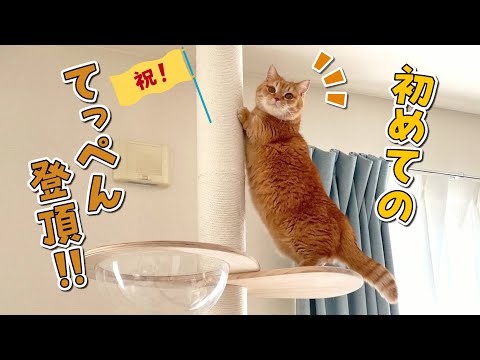 高い所を知らない猫がついにキャットタワーのてっぺんに登りました！