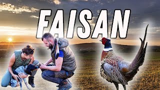 Chasse au faisan // A la recherche du petit gibier au chien d&#39;arrêt