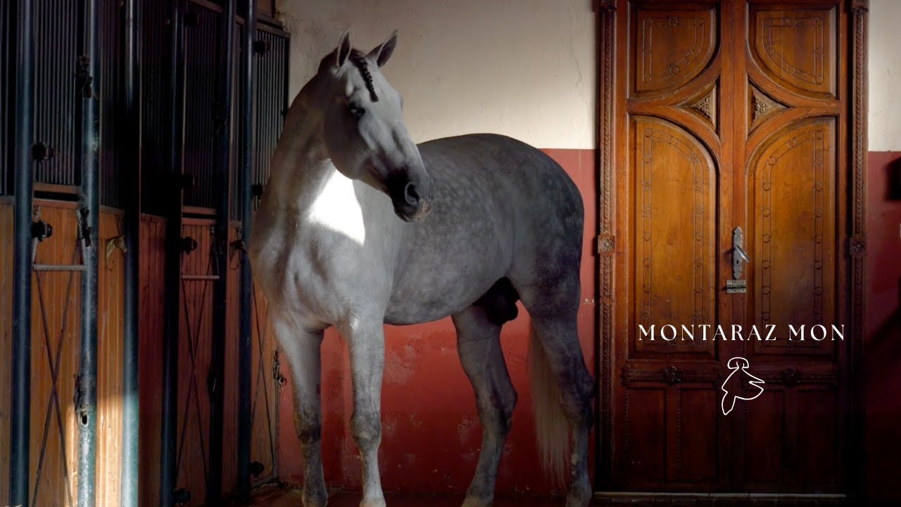 YEGUADA LA MONTARAZA: SEMENTAL PRE MONTARAZ MON (ESPAÑA, 2023)