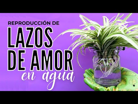 Video: Cultivar una planta de araña en el agua - Dejar plantas de araña enraizadas en el agua