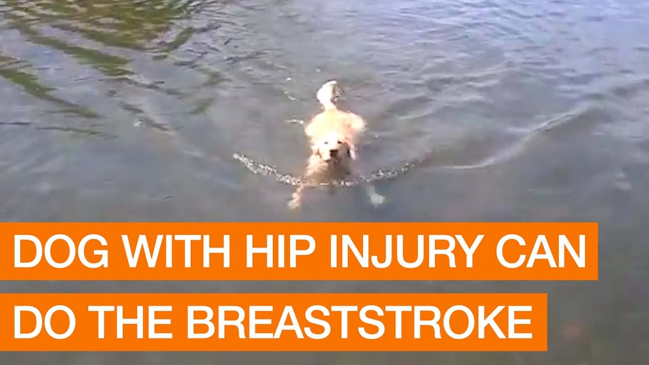 Dog With Hip Injury Can do the Breaststroke YouTube