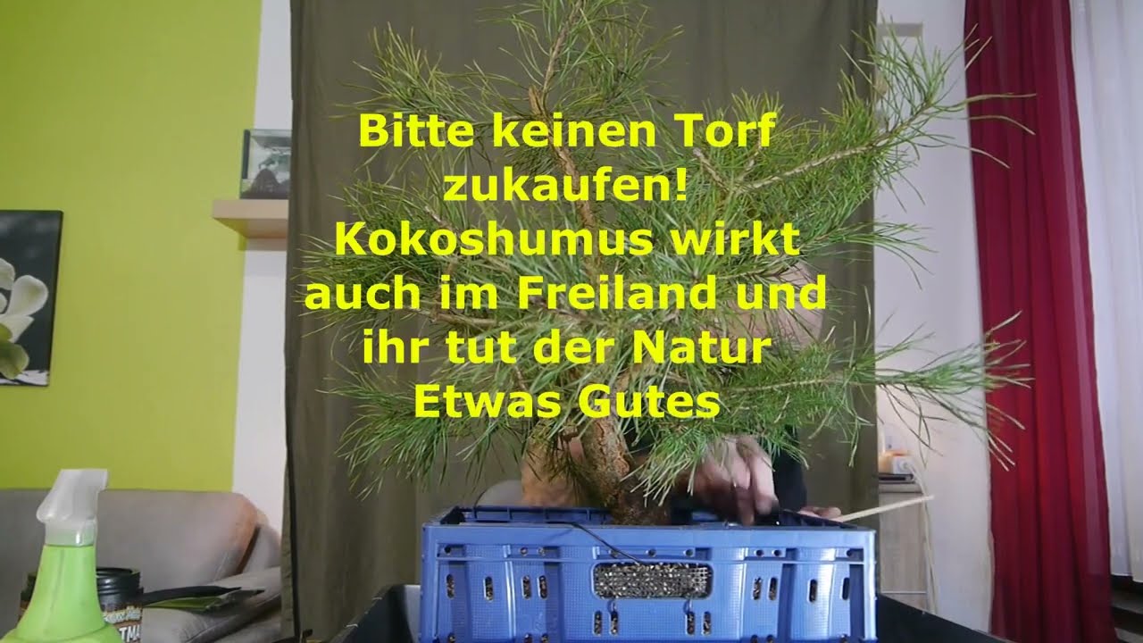 Stubben Joe`s dicke Waldkiefer