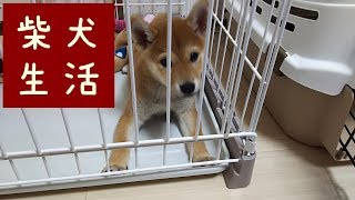 Vlog【柴犬生活】はじめての朝は