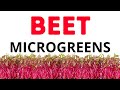 How to grow beet microgreens  detroit dark red or bulls blood