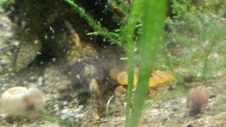 #Confirmed Mrs Whiskers IS a MRS WHISKERS! My first bristle nose pleco spawn!!