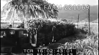 Puerto Rico Sugar Cane Harvest 221069-03 | Footage Farm