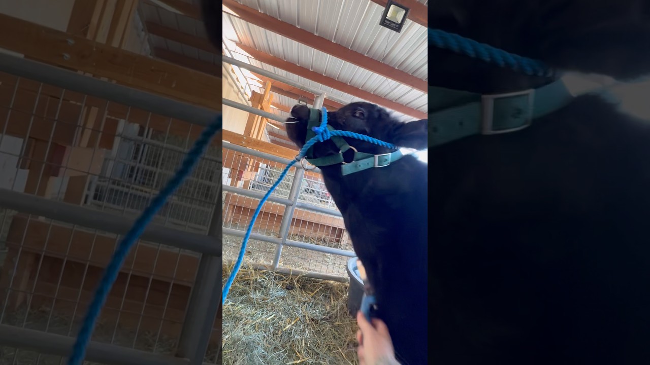 Вечернее общение со Скилланор 