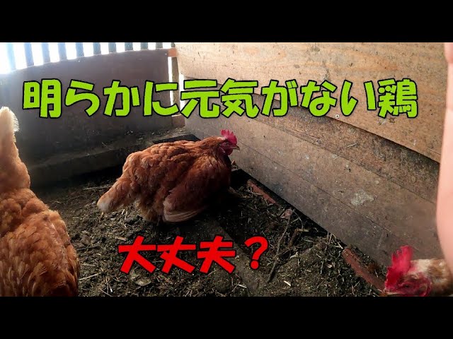 ニワトリの病気 体調の悪いニワトリの見分け方【260】 - YouTube